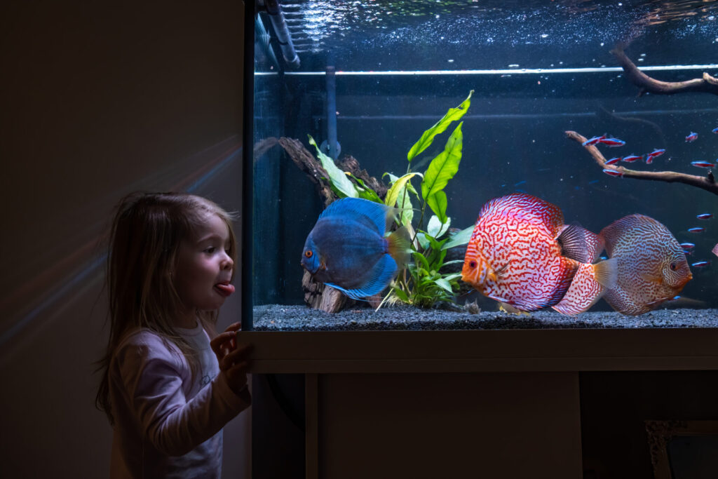 weld-on-4-for-acrylic-aquariums showing fixed aquarium using this adhesive
