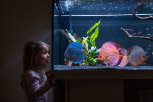 weld-on-4-for-acrylic-aquariums showing fixed aquarium using this adhesive